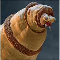 Комахи під мікроскопом