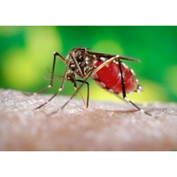 Кого кусают комары?