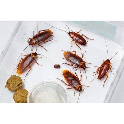 Ловушки для тараканов: самые эффективные, как сделать своими руками