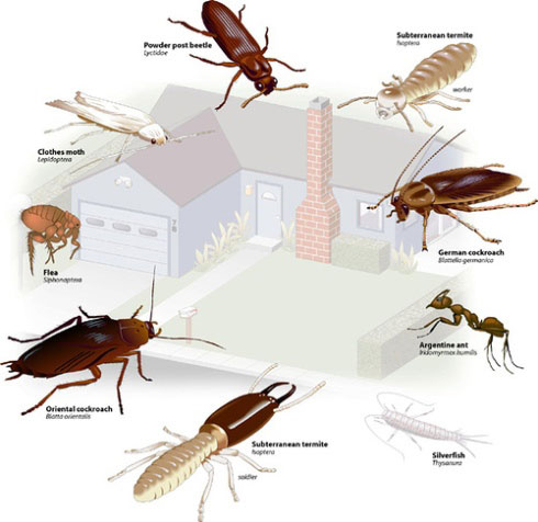 Мохнатые насекомые в квартире фото и названия