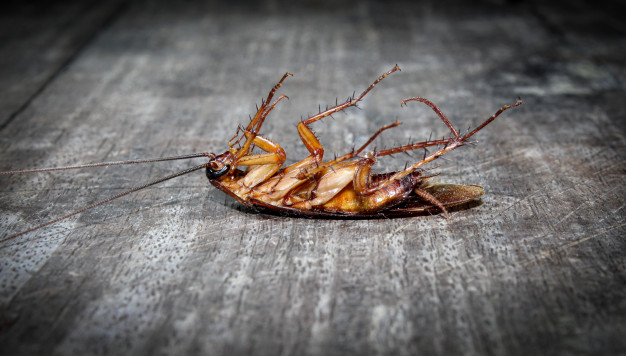 Метод геля – эффективное средство от тараканов, пруссаков и муравьёв